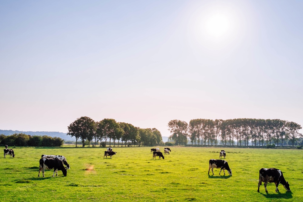 Cows grazing on a grassy field