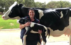 Cow simulator exclusive to South West TAFE