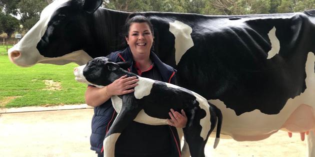 Cow simulator exclusive to South West TAFE