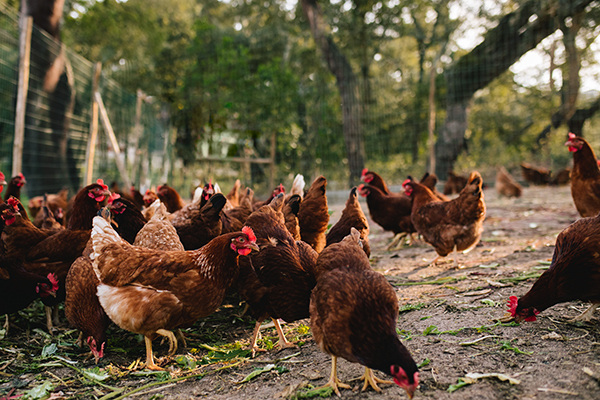 chickens free range on a farm