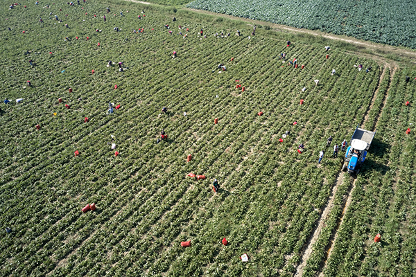aerial view of agricultural field with farm worker